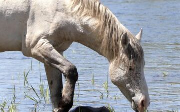 Thank you to the 61000 followers and photographers on Salt River Wild Horse – Advocates!