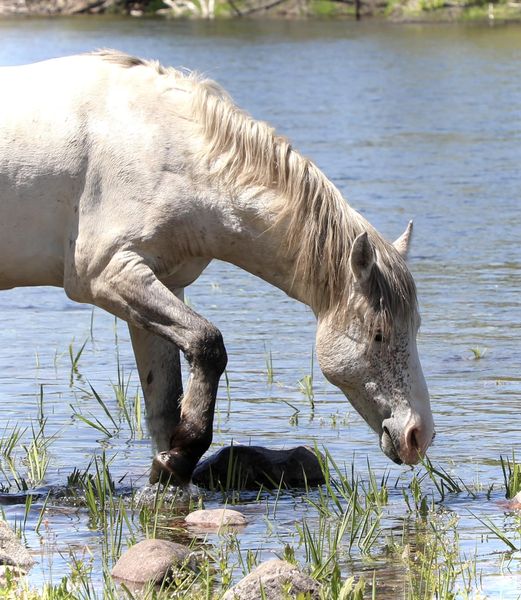 Thank you to the 61000 followers and photographers on Salt River Wild Horse – Advocates!