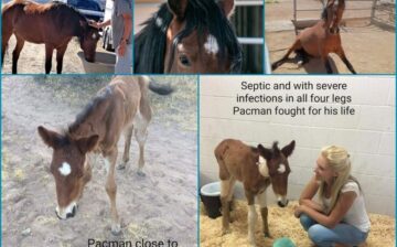 Pacman’s story up until now 🐎