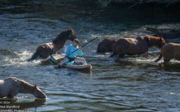Oops! Here’s how to steer clear of wild horses when paddling the lower Salt River.