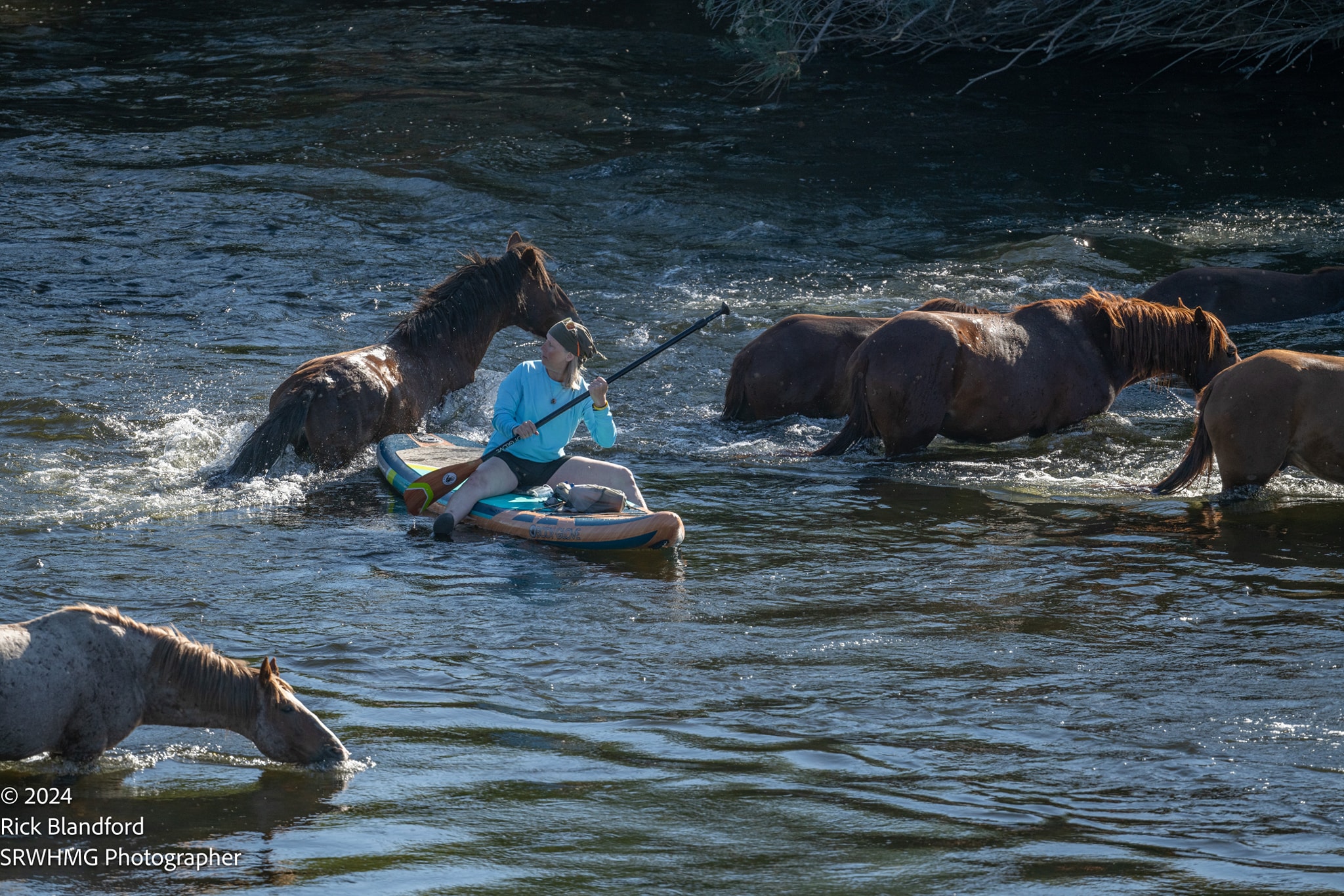 Oops! Here’s how to steer clear of wild horses when paddling the lower Salt River.