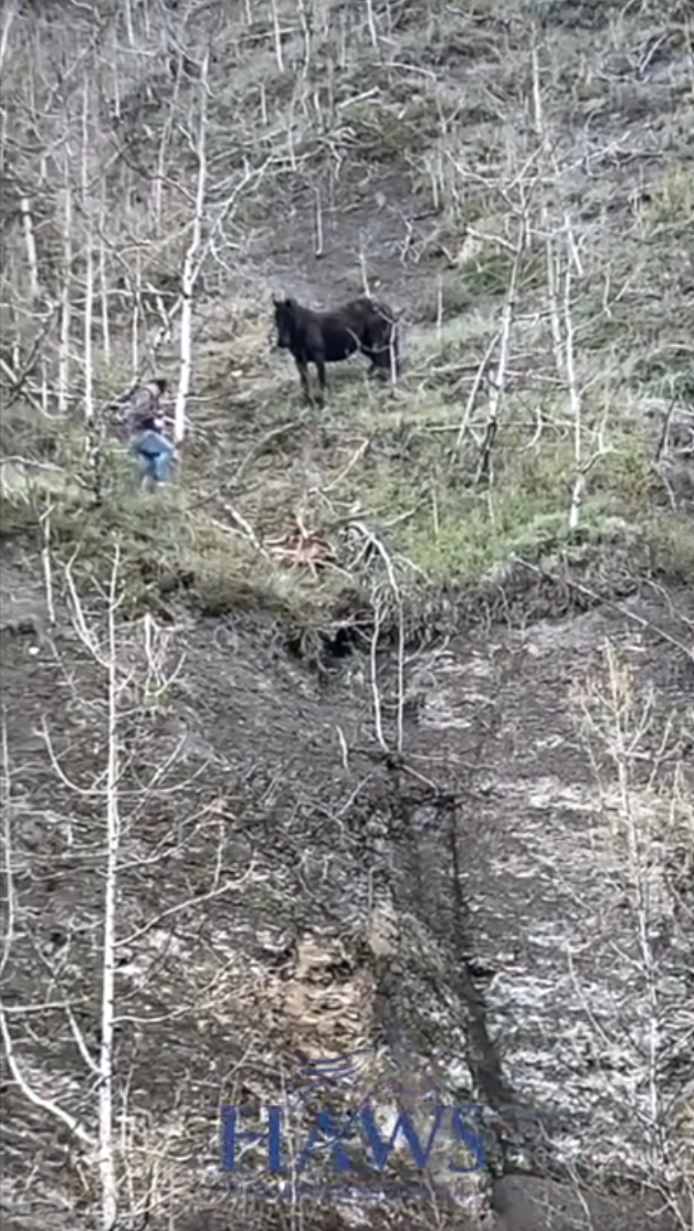 From Alberta: A heart-stopping wild foal rescue from “the cliffs” at Panther River.