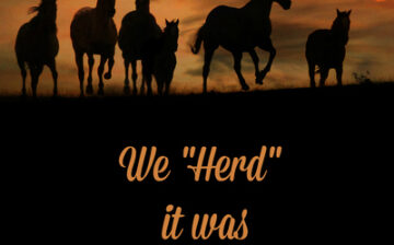 To our amazing lead mare…