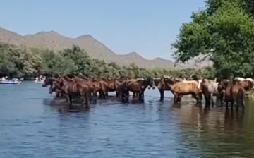 LIVE, what the Salt River wild horses have to put up with, but they do it so gracefully!