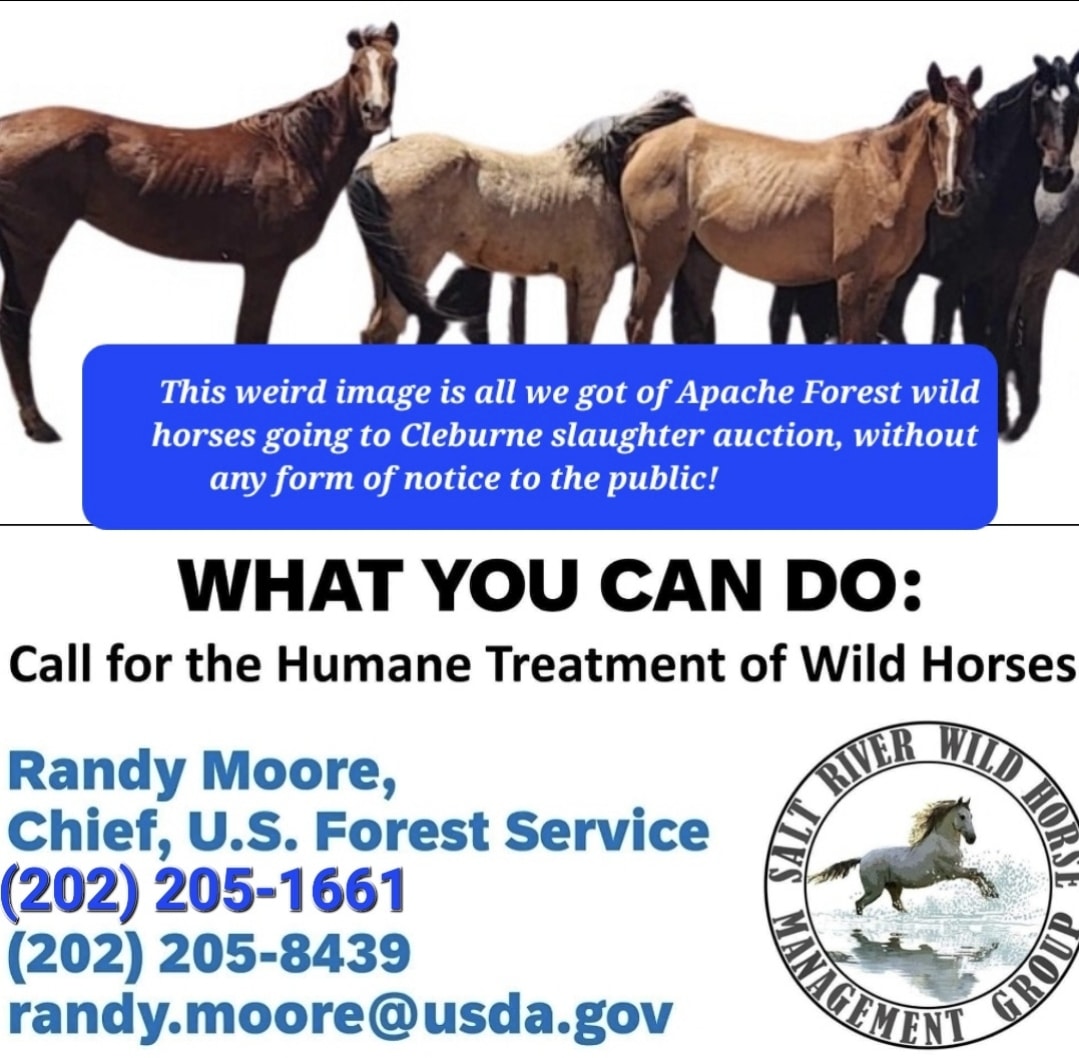 Alpine wild horses in real trouble again! But YOU could help!