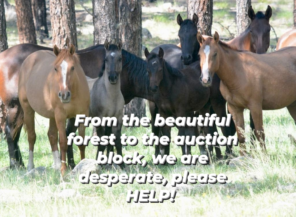Last call for the 27 beautiful Alpine wild horses at the Cleburne Auction