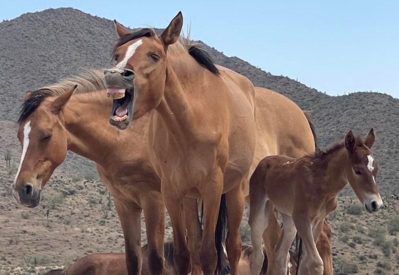 On this Foal Friday, we have good news and bad news.