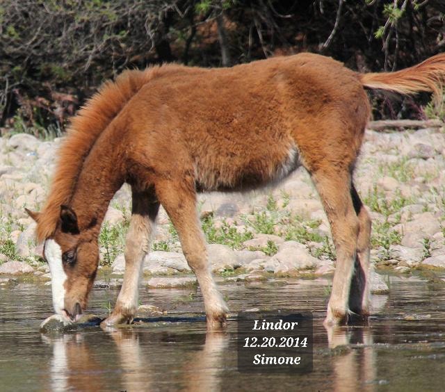 Foal Friday: Guess who this is in 2014?