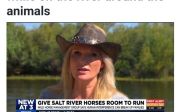 3TV: Salt River Wild Horse group urges floaters to be cautious while on the river around the animals