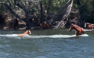 Watch how baby Wonder struggles to keep his footing in the fast flowing Salt River!