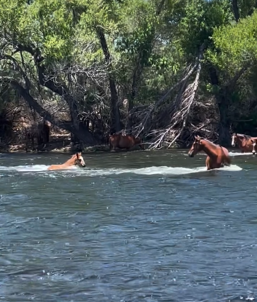 Watch how baby Wonder struggles to keep his footing in the fast flowing Salt River!
