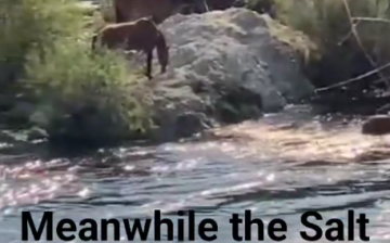 Meanwhile, the Salt River wild horses are feeling fine!