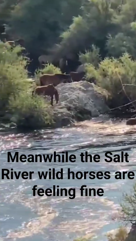 Meanwhile, the Salt River wild horses are feeling fine!