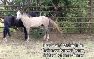As promised! A great update on Bryce and Midnight (stallions), and Mercedes and Thunder (mares).