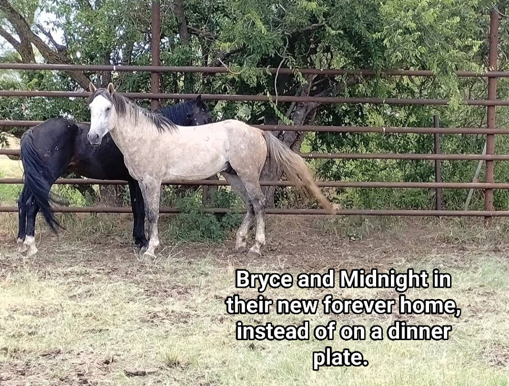 As promised! A great update on Bryce and Midnight (stallions), and Mercedes and Thunder (mares).