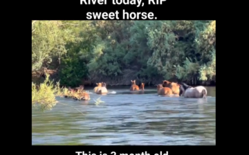 Domestic horse drowns in Salt River.