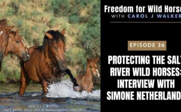 Freedom for Wild Horses – Protecting the Salt River Wild Horses: Interview with Simone Netherlands