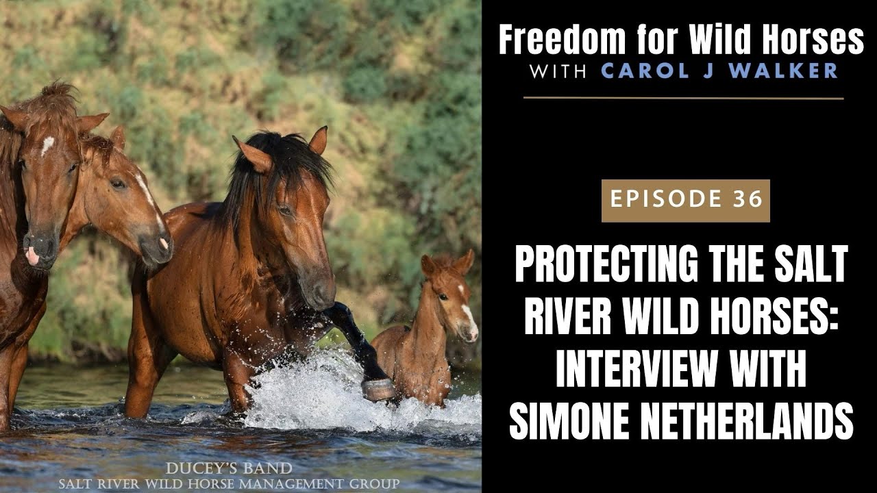 Freedom for Wild Horses – Protecting the Salt River Wild Horses: Interview with Simone Netherlands