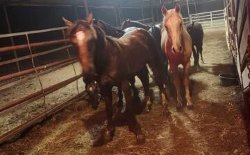 Help Lucky A Ranch recoup from saving Alpine horses!