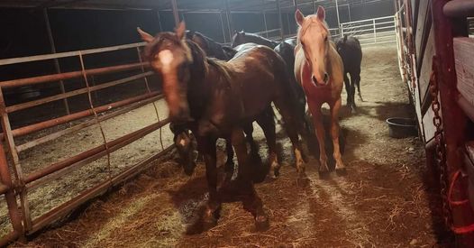 Help Lucky A Ranch recoup from saving Alpine horses!