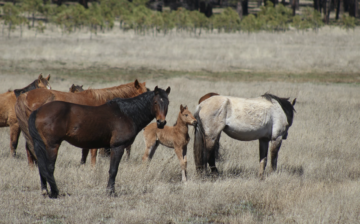 Courthouse News Service: Federal judge declines to halt Arizona horse auction