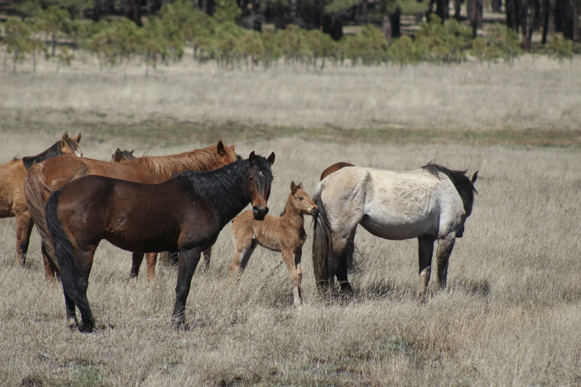 Courthouse News Service: Federal judge declines to halt Arizona horse auction