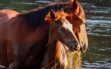 We are the only ones standing in the way of total annihilation of all wild horses in Arizona.