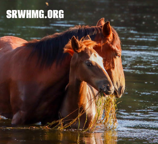 We are the only ones standing in the way of total annihilation of all wild horses in Arizona.