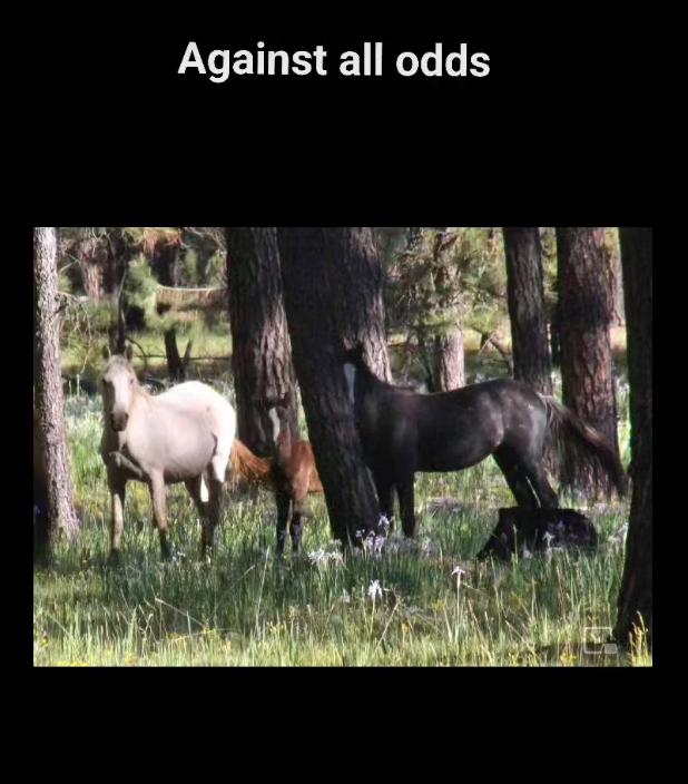 Against all Odds…