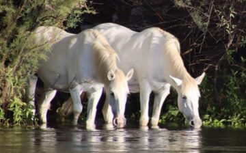 Meanwhile on the Salt River…