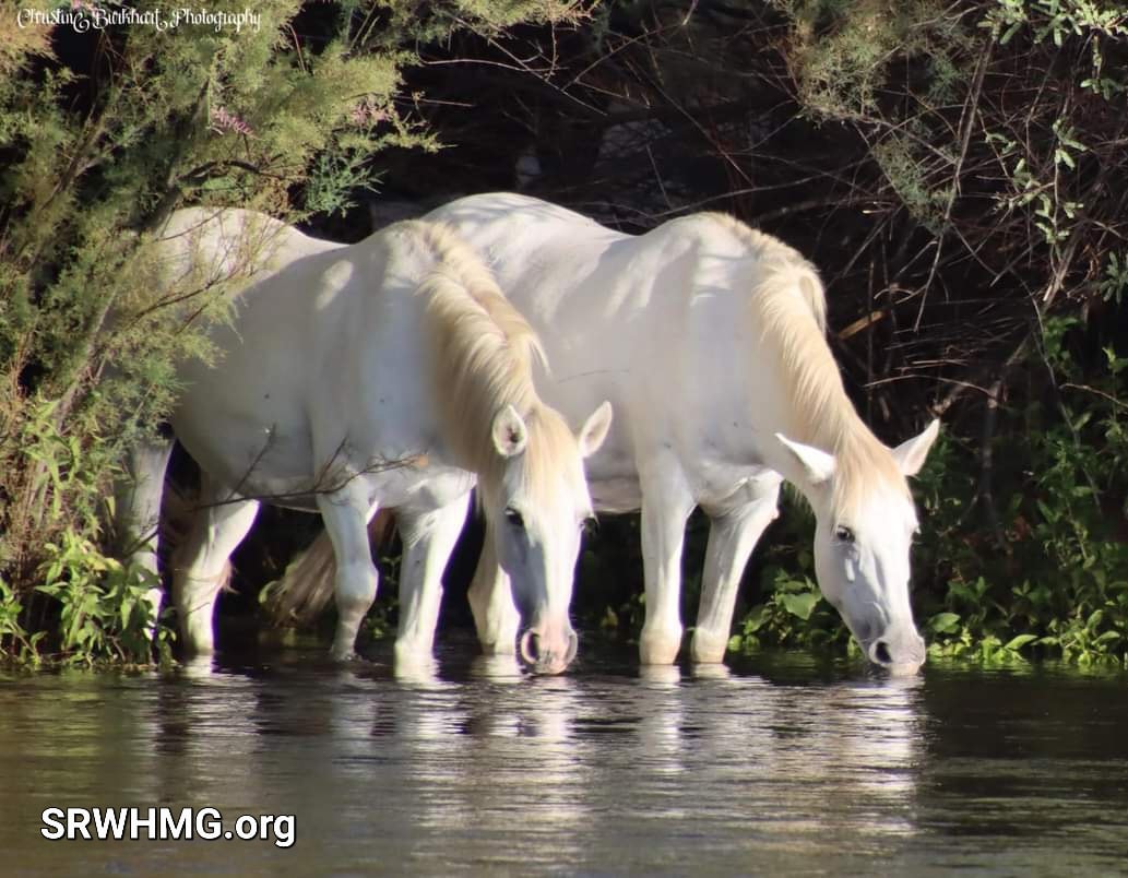 Meanwhile on the Salt River…