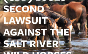 For Immediate Release: Center for Biological Diversity Loses Second Lawsuit Against the Salt River Wild Horses.