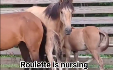 Alert, Foal Mixup!