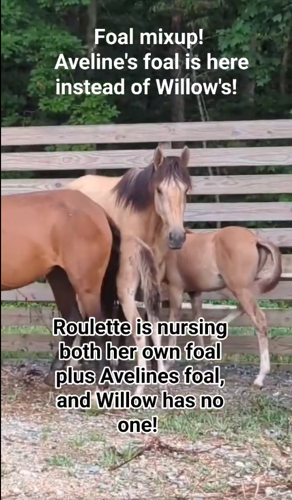 Alert, Foal Mixup!