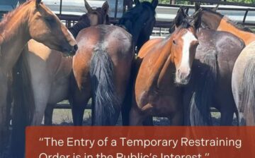 UPDATE: There is a hearing on the fate of the Alpine wild horses this Friday August 2nd, 9.30 am, and it is open to the public remotely!