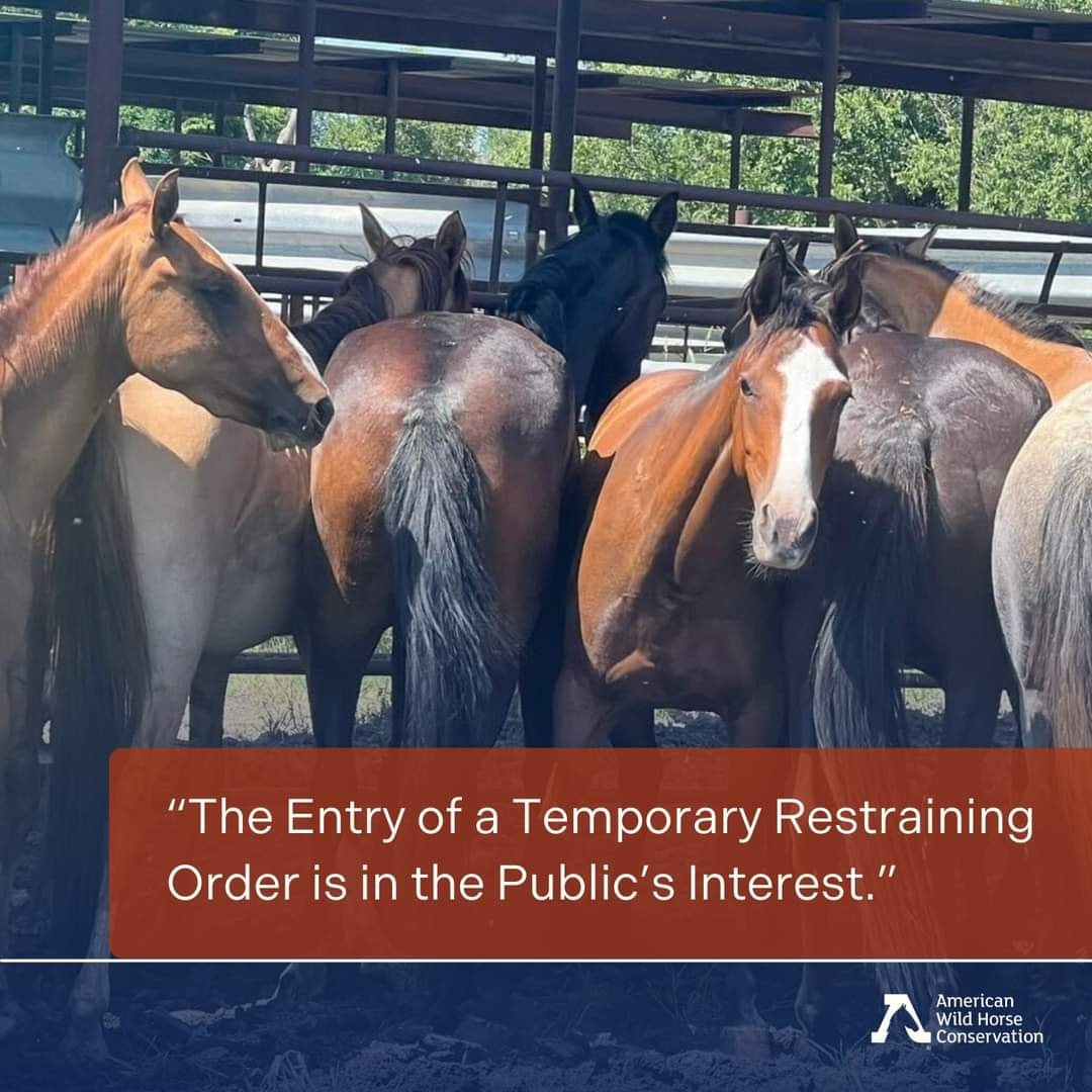 UPDATE: There is a hearing on the fate of the Alpine wild horses this Friday August 2nd, 9.30 am, and it is open to the public remotely!