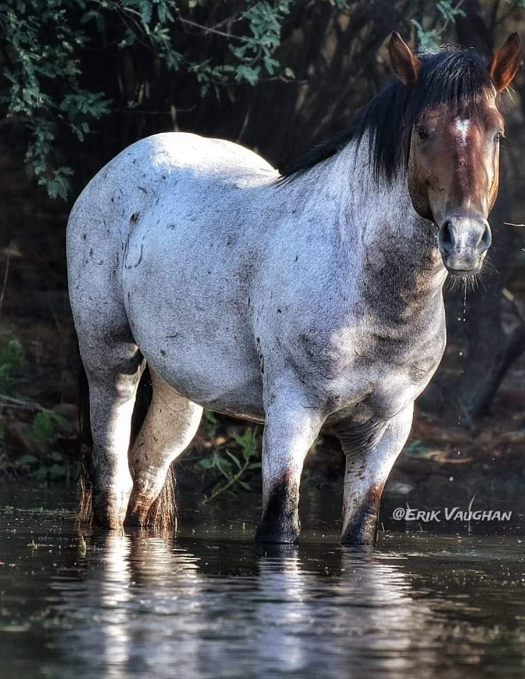 We have a wide variety of color in the Salt River! Look at Paquito!