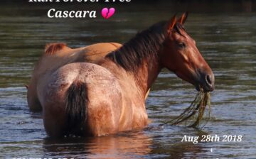 Run Forever Free Cascara 💔