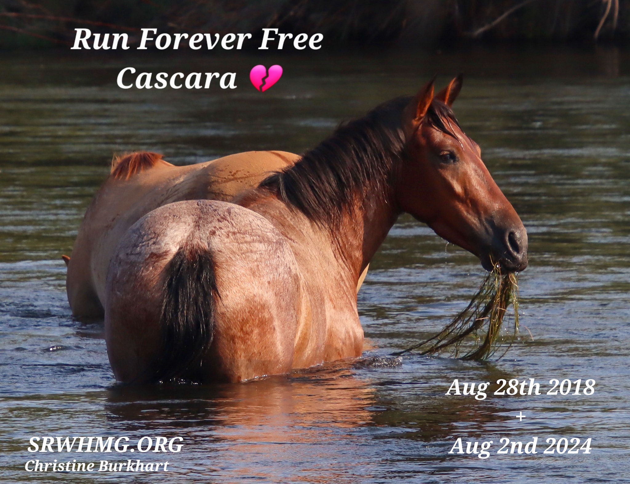 Run Forever Free Cascara 💔