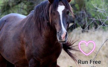 Run forever free | Celebrating a life fit for a King