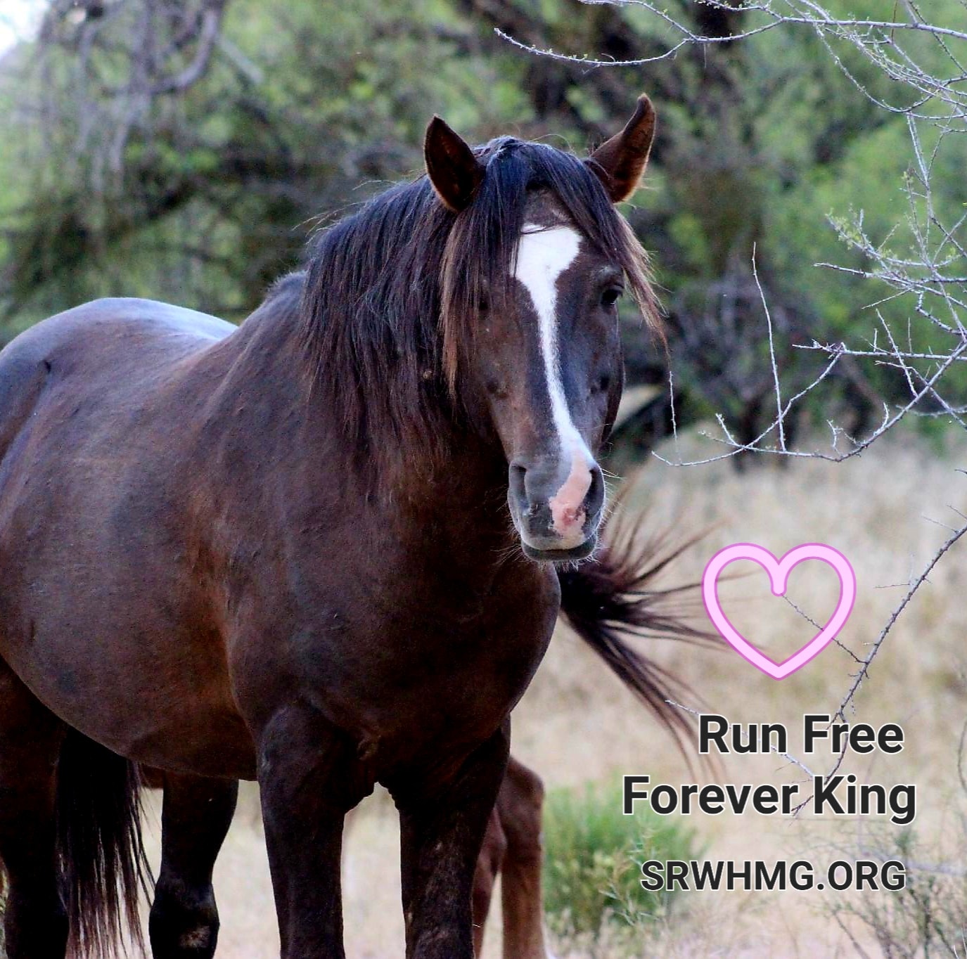 Run forever free | Celebrating a life fit for a King