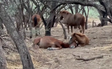 These brothers’ love is undeniable!