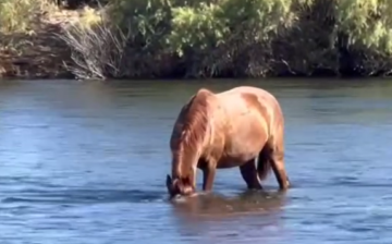 This is a very special Salt River wild horse behavior of eelgrass snorkeling.