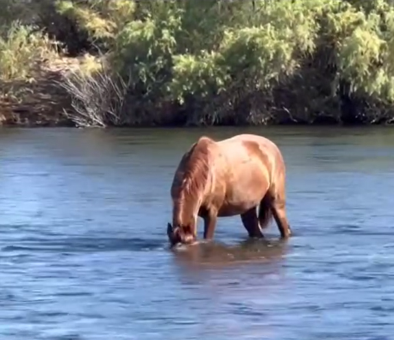 This is a very special Salt River wild horse behavior of eelgrass snorkeling.