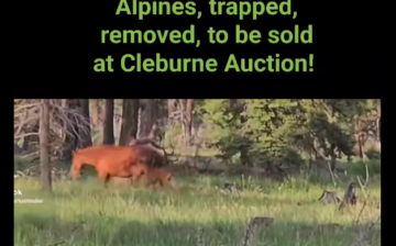 The last of their kind… the decimation of the Alpine wild horse population is almost total.