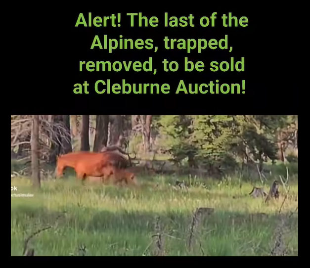 The last of their kind… the decimation of the Alpine wild horse population is almost total.