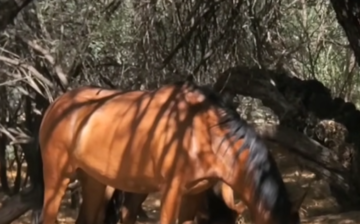 Salt River Wild Horse Supplemental Feed Program Explanation