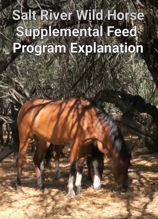 Salt River Wild Horse Supplemental Feed Program Explanation