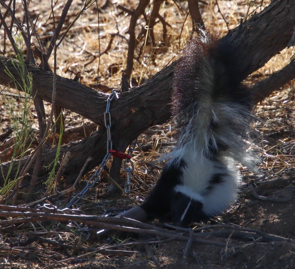 Sensitive viewers beware. Inhumane trap discovered at Foxtail wash.