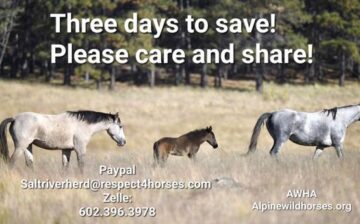 Fundraiser for Alpine Horses!